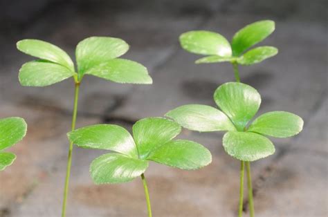 幸運草鐵樹|【植物】像極了烤玉米! 典藏植物園「幸運草鐵樹」夏。